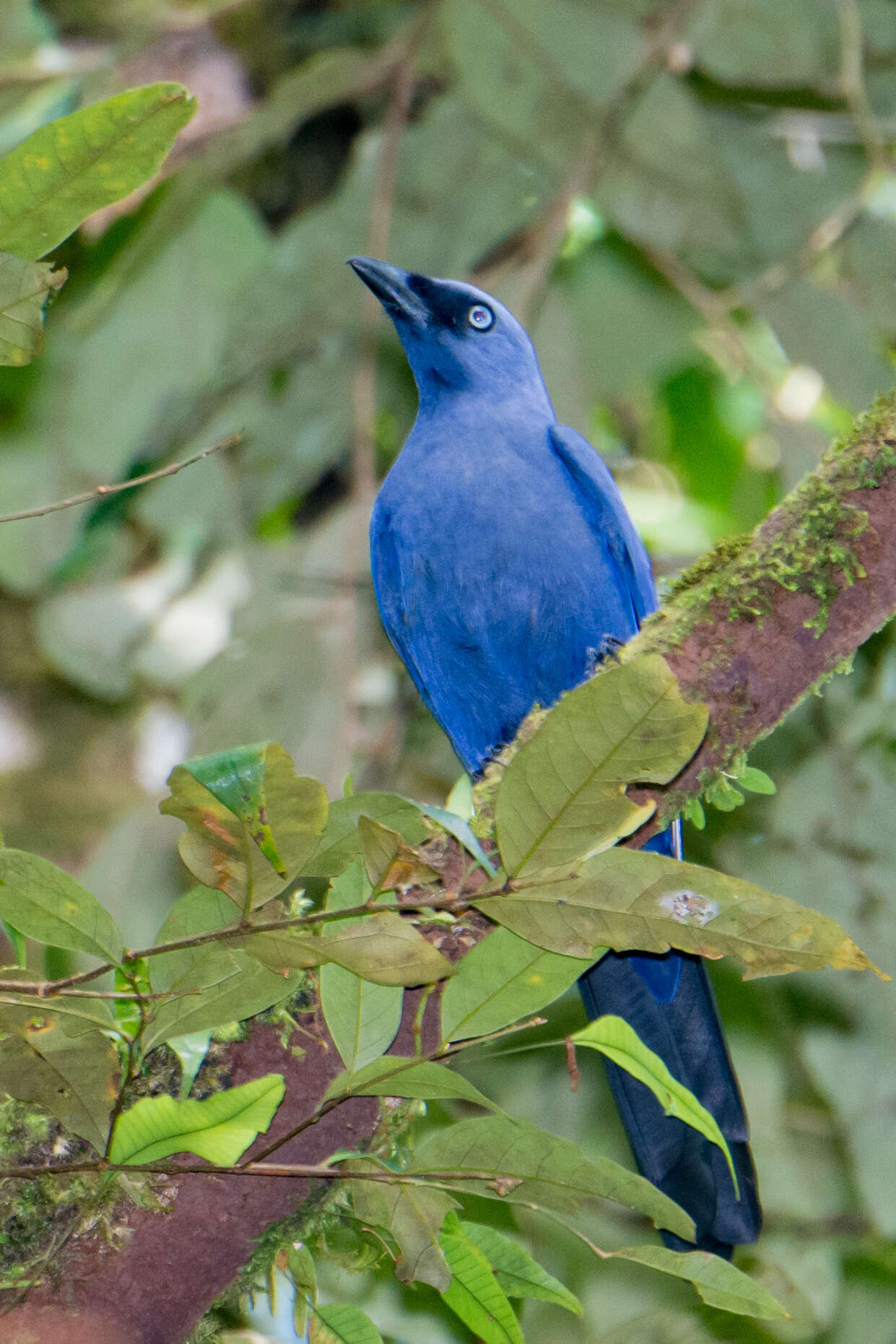 Image of Celebes cuckooshrike