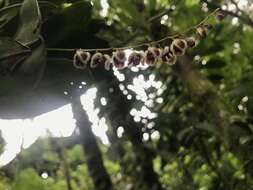 Image de Stelis convallaria (Schltr.) Pridgeon & M. W. Chase