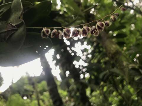 Image of Stelis convallaria (Schltr.) Pridgeon & M. W. Chase