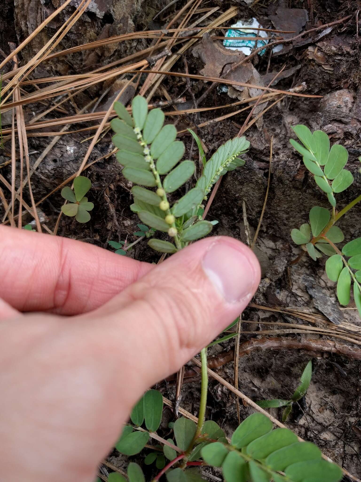 Imagem de Phyllanthus urinaria L.