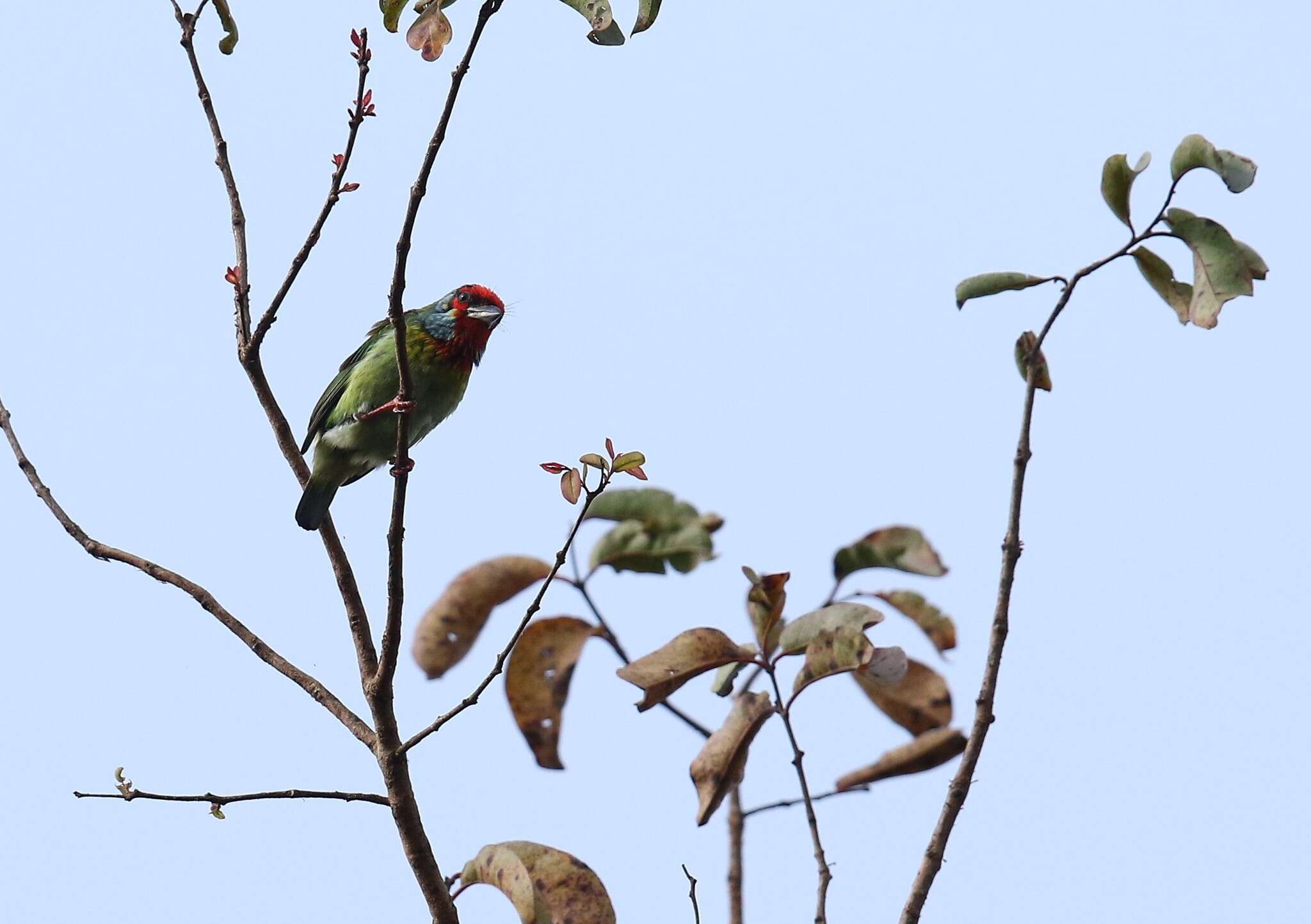 Psilopogon malabaricus (Blyth 1847) resmi