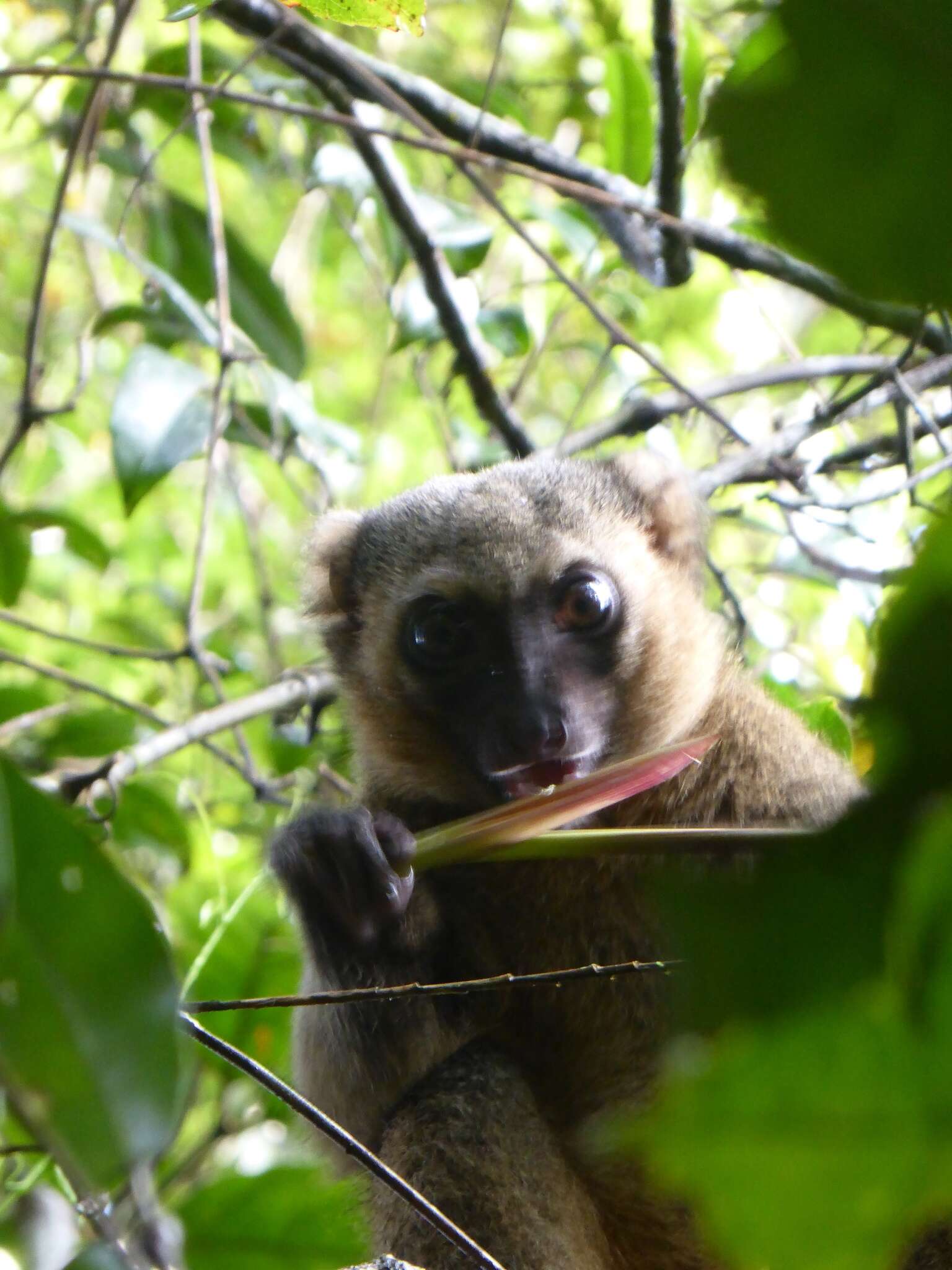 Image of golden bamboo lemur