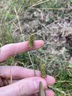 Image of Setaria surgens Stapf