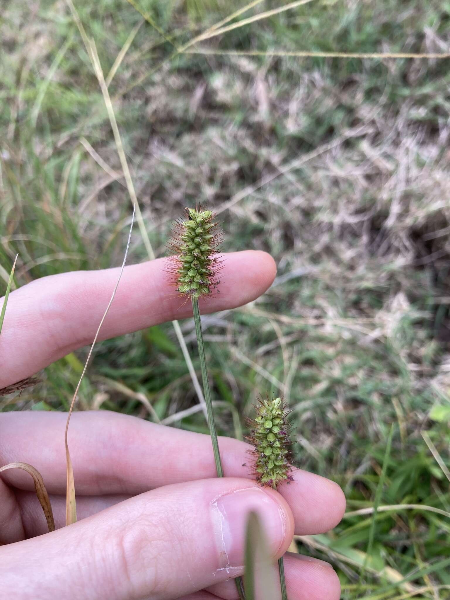 Image of Setaria surgens Stapf