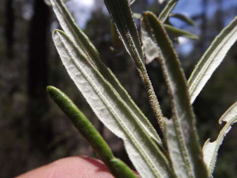 Image of Astrotricha longifolia Benth.