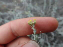 Image de Helichrysum plebeium DC.