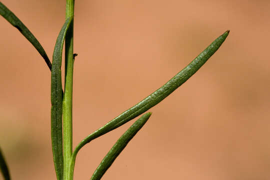 Image of southwestern rabbitbrush