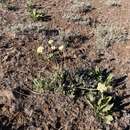 Image de Eriogonum compositum var. leianthum Hooker