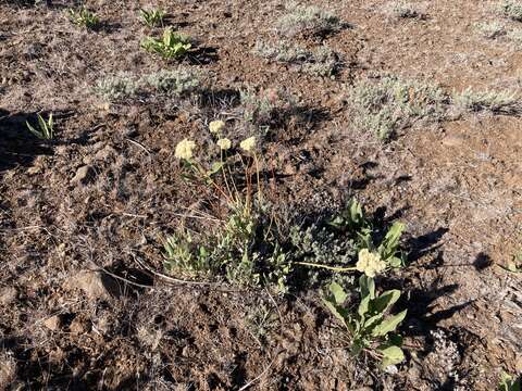 Image de Eriogonum compositum var. leianthum Hooker