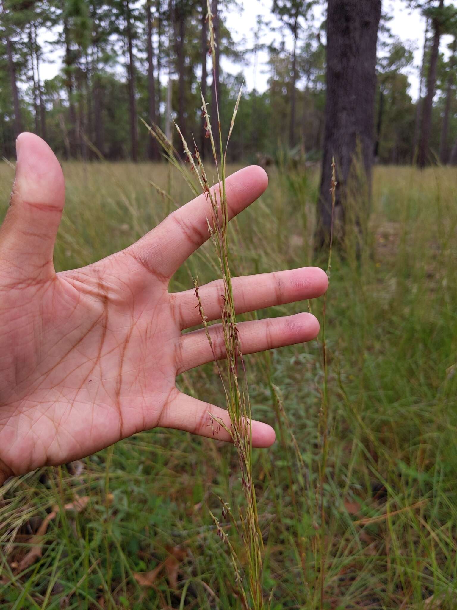 Imagem de Schizachyrium stoloniferum Nash