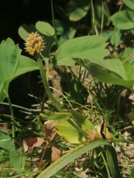 Image of Ranunculus altaicus Laxm.