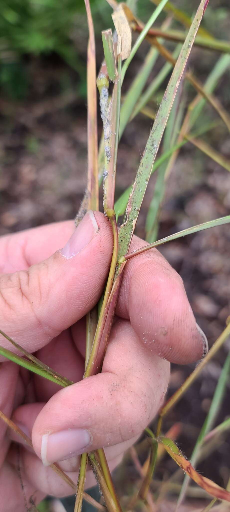 Plancia ëd Chrysopogon pauciflorus (Chapm.) Benth. ex Vasey