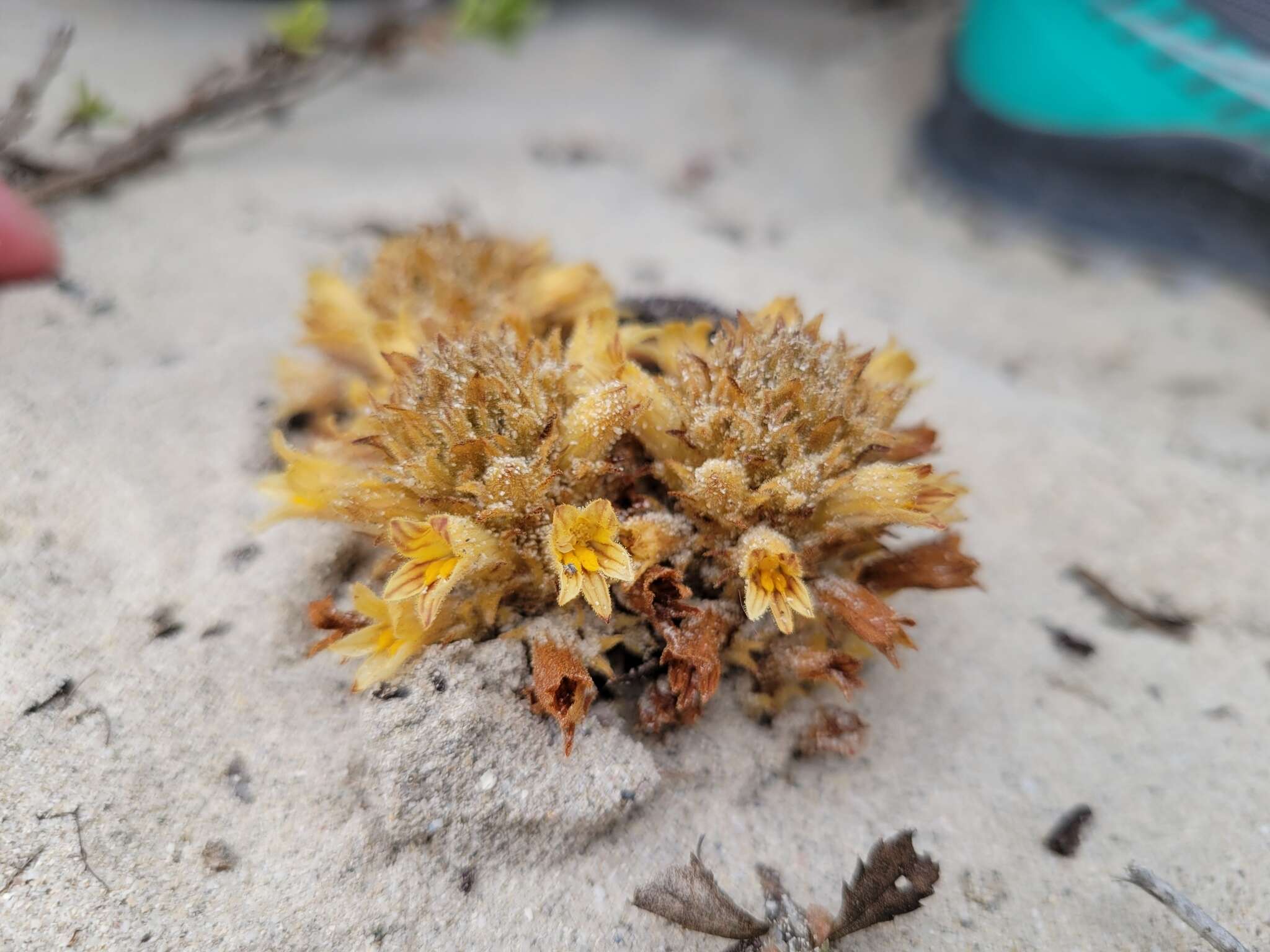 Image of Parish's broomrape