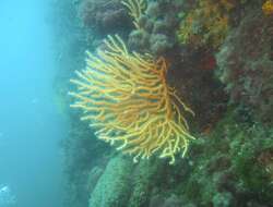 Image of yellow gorgonian