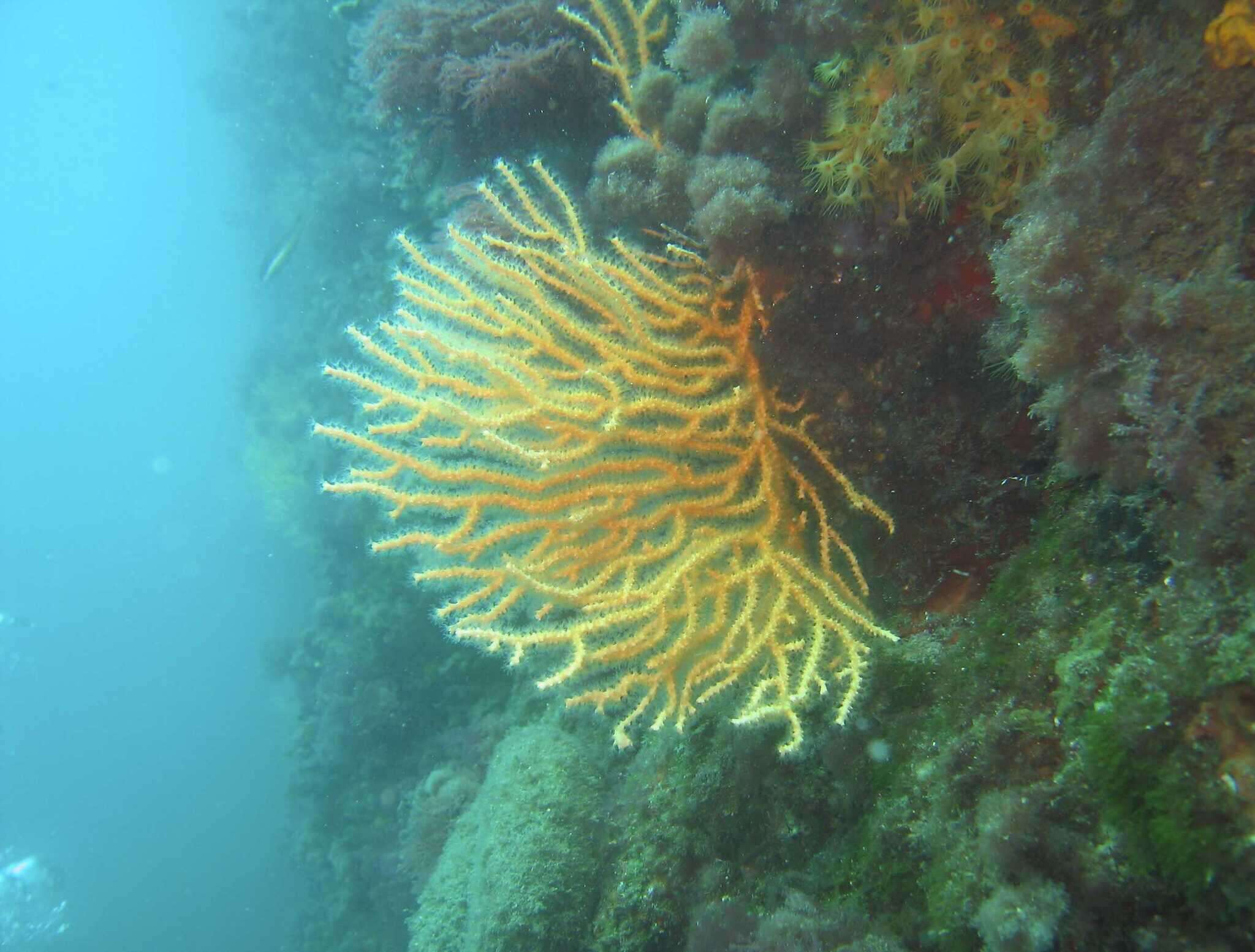 Image of yellow gorgonian