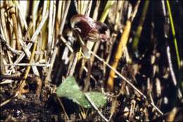 Image of Corybas fordhamii (Rupp) Rupp