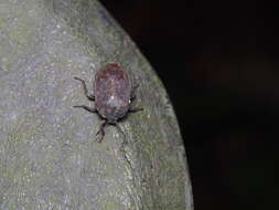 Cyclopelta parva Distant 1900的圖片