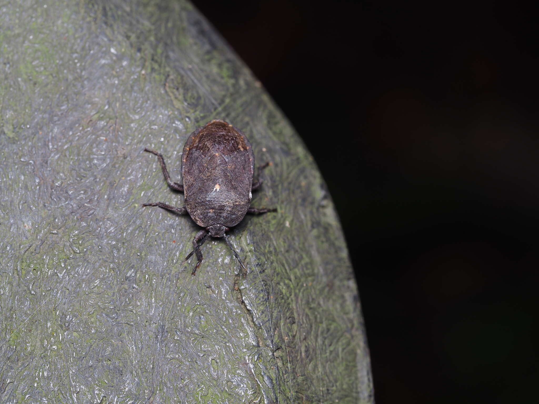 Cyclopelta parva Distant 1900的圖片