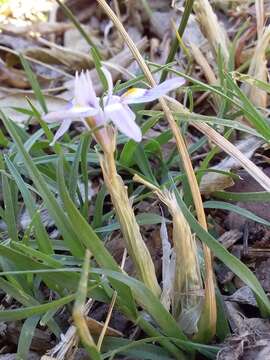 Image of Moraea setifolia (L. fil.) Druce