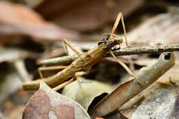 Image of Neohirasea hongkongensis Brock & Seow-Choen 2000