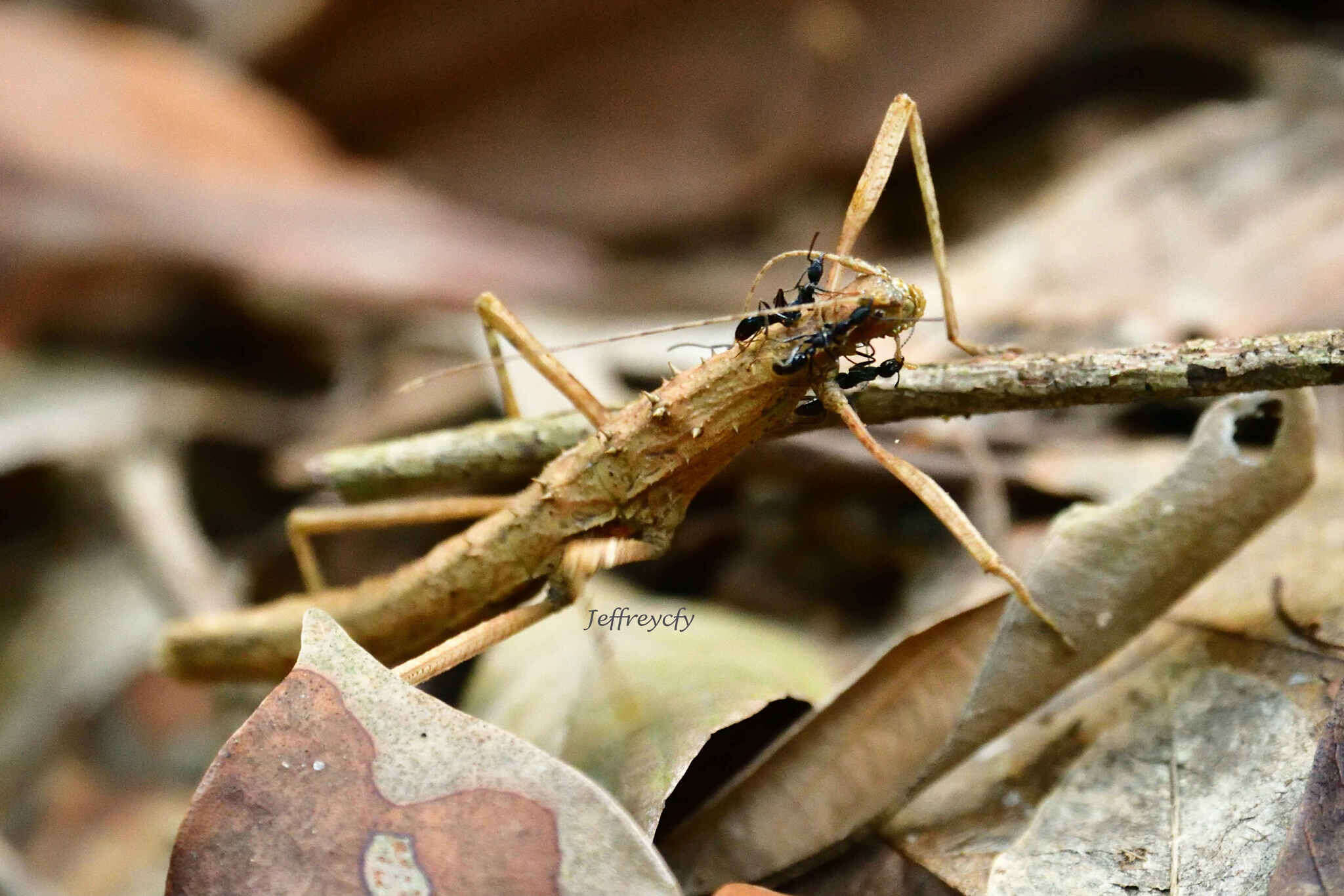 Image of Neohirasea hongkongensis Brock & Seow-Choen 2000