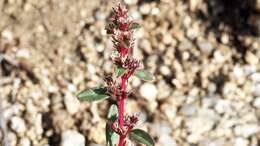 Image of Torrey's amaranthus