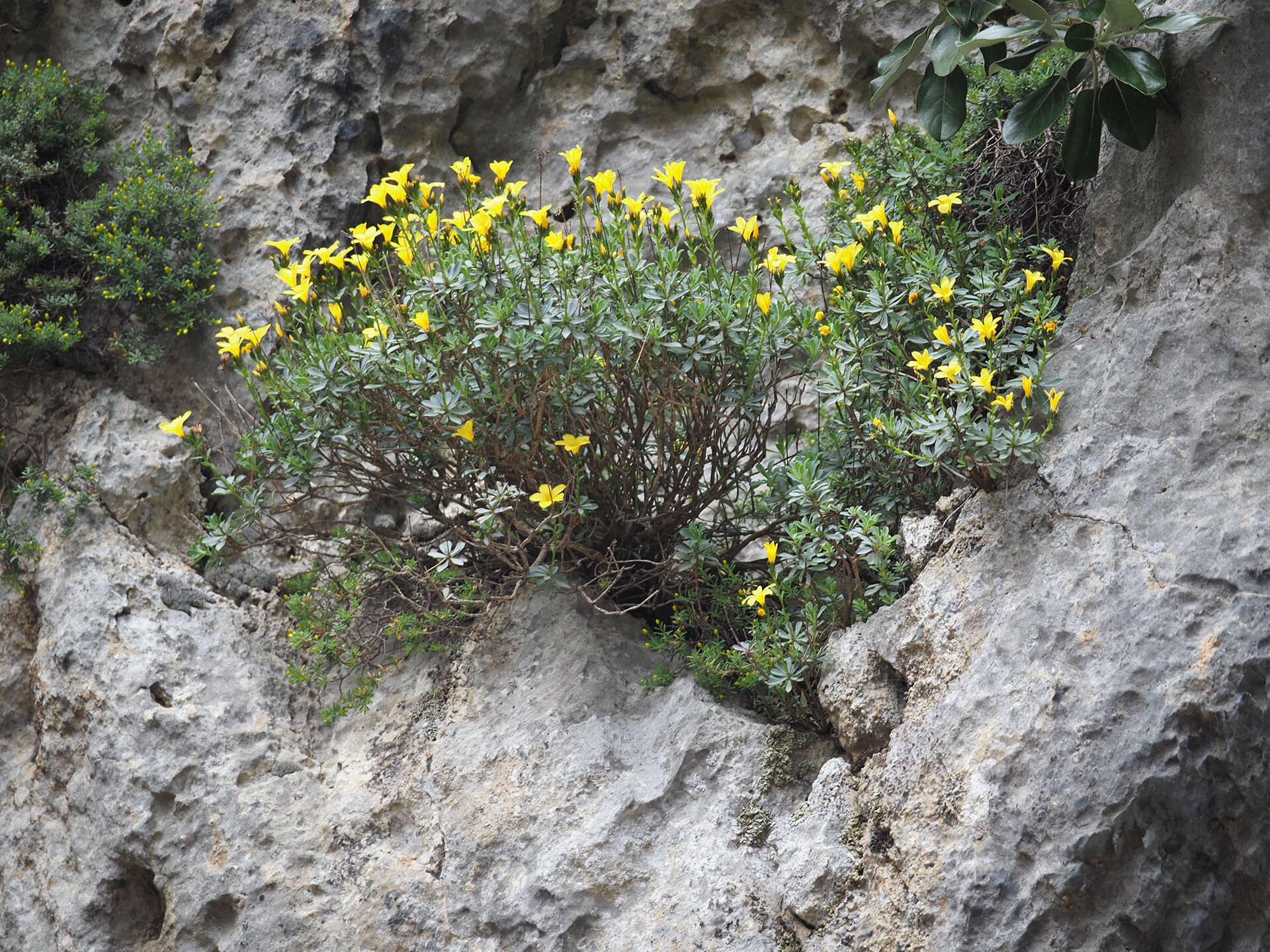 Imagem de Linum arboreum L.