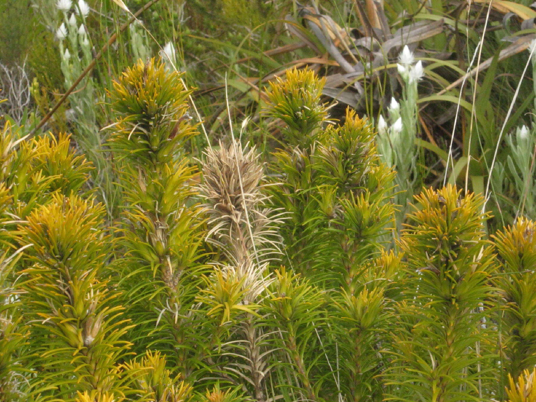 Image of Retzia capensis Thunb.