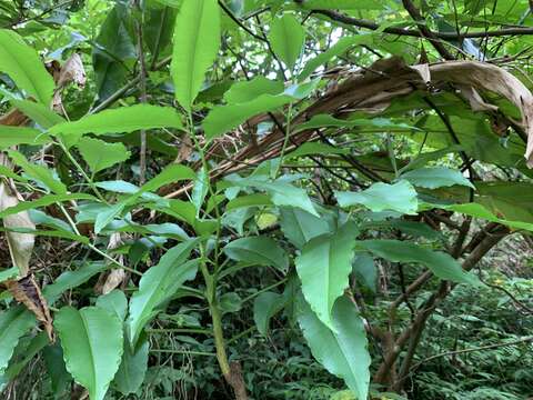 Image of Ardisia plant