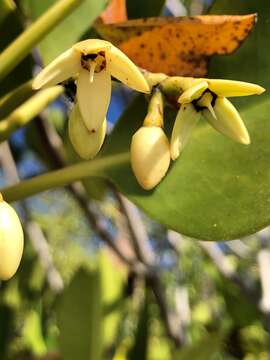 Image of Long-style stilt mangrove