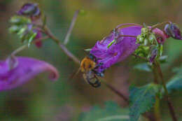 Image of Bombus diversus Smith 1869