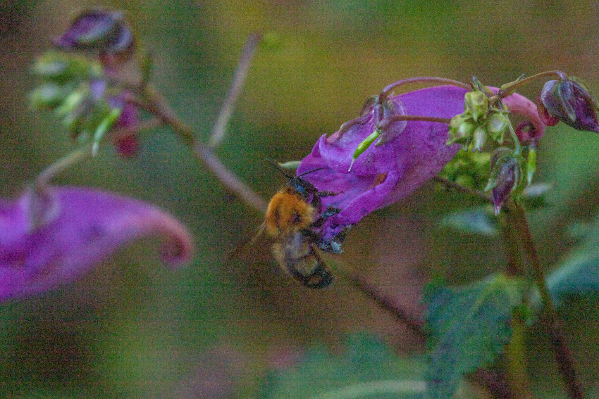 Image of Bombus diversus Smith 1869