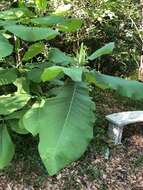 Image of Big-Leaf Magnolia