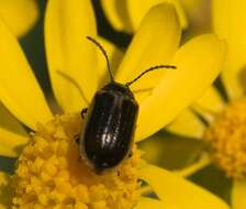 Image of Yellow-margined Leaf Beetle