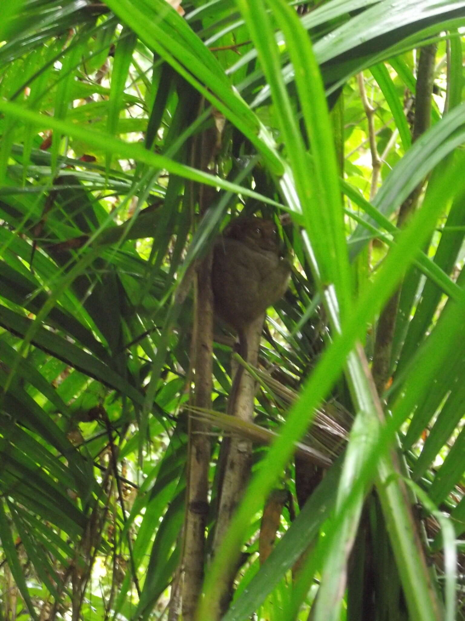 Image of Carlito syrichta fraterculus (Miller 1911)