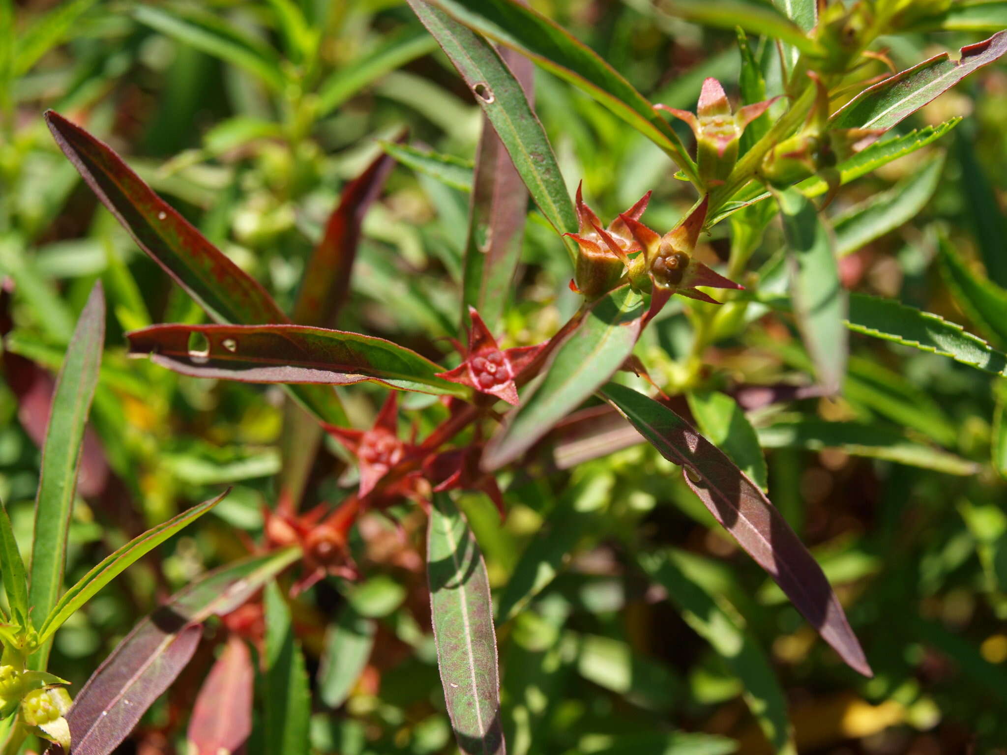 Image of manyfruit primrose-willow