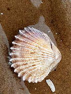 Image of spiny cockle