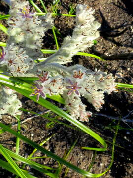 Image of Lanaria lanata (L.) T. Durand & Schinz