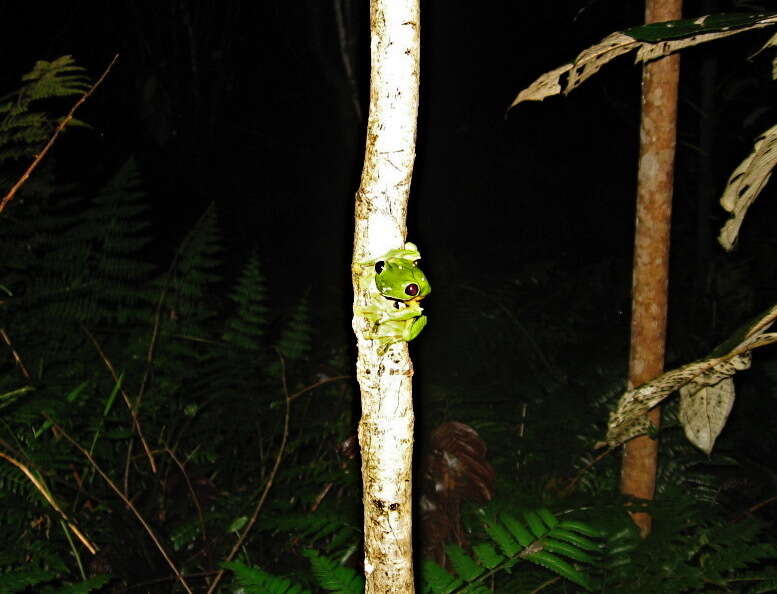 Image of Pink-sided Treefrog