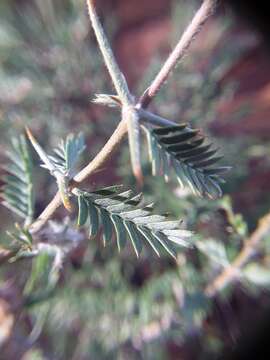 Image of Plectrocarpa tetracantha Gill.