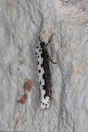 Image of Ethmia hagenella Chambers 1878