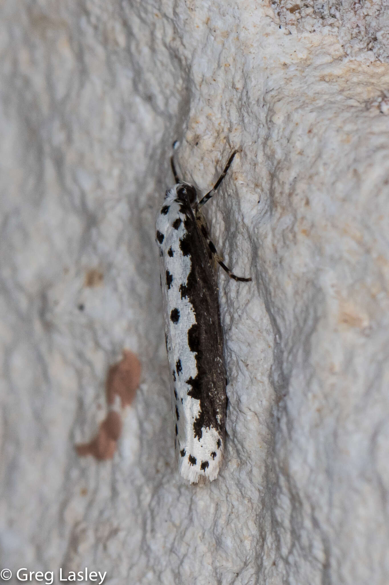 Image of Ethmia hagenella Chambers 1878