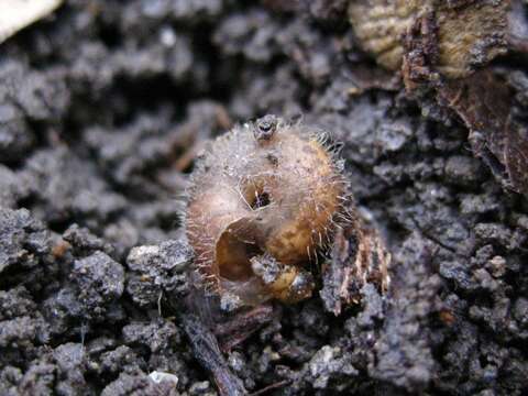 Image of Euomphalia aristata (Krynicki 1836)