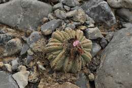 Image of Aztec Cactus