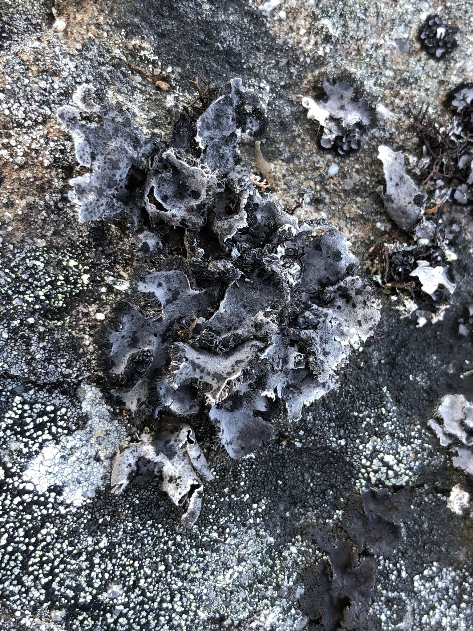 Image of Fringed Rock Tripe