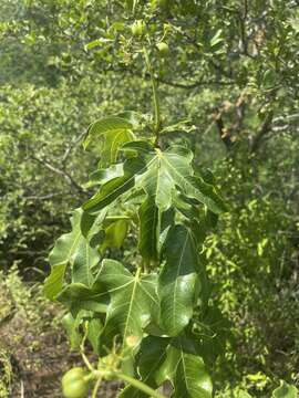 Image of Jatropha variifolia Pax