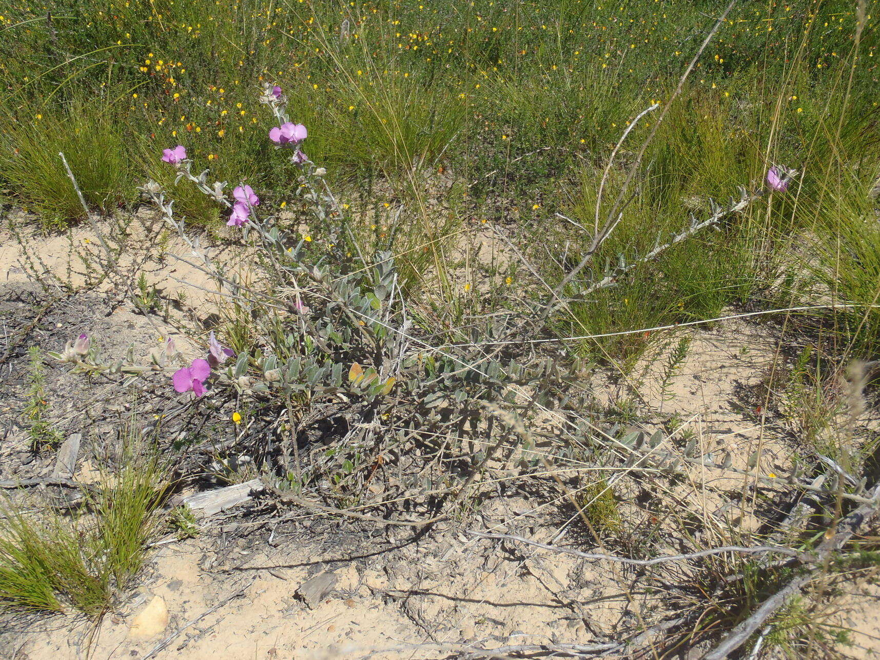 Image of Podalyria burchellii DC.