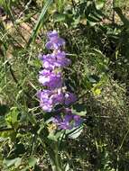 Image of sidebells penstemon