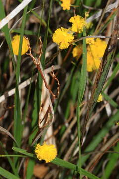 Image of Acacia applanata Maslin