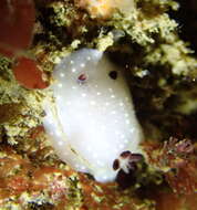 Image of Cadlina limbaughorum Lance 1962